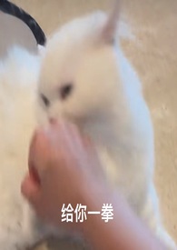 喵喵记账